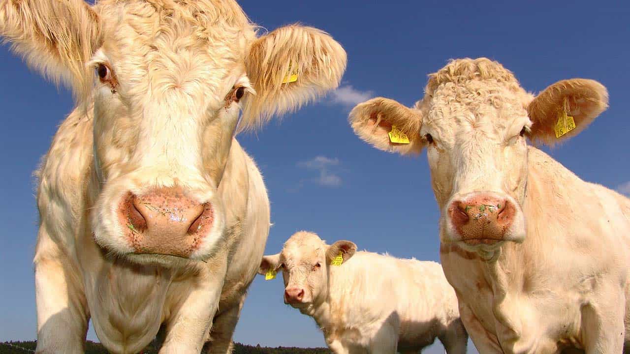Al momento stai visualizzando Tassiamo le mucche, la nuova proposta contro i gas serra